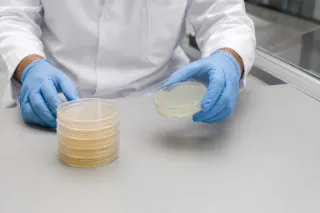 Scientist Handling Agar Culture Plates in Microbiology Laboratory Stock Photo