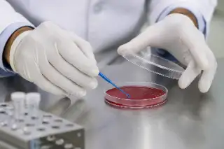 Laboratory Technician Inoculating Sample on Agar Plate in Clinic