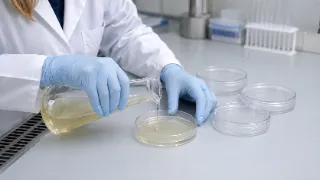 Scientist Preparing Agar Plates in Laboratory Setting - Clinical Research Stock Photo
