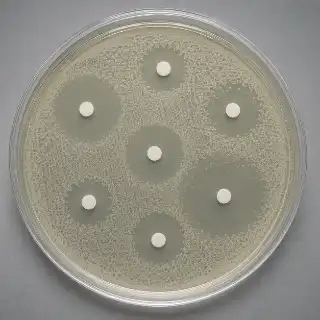 Antibiotic Susceptibility Testing on Agar Plate - Microbiology Stock Photo